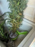 水培米竹室內(nèi)盆栽植物水養(yǎng)觀音竹富貴竹南天竹客廳竹子花卉綠植 精品米竹50顆【50-60厘米】 曬單實(shí)拍圖