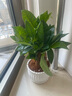 京東綠植發(fā)財樹(shù)盆栽水培桌面綠植物擺件招財三桿辦公室內帶盆花卉源頭直發(fā) 曬單實(shí)拍圖