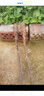 春枝韻青錢(qián)柳樹(shù)苗金錢(qián)柳樹(shù)苗野生青錢(qián)柳種苗搖錢(qián)樹(shù)苗青錢(qián)柳樹(shù)苗 6年苗樹(shù)苗粗壯【買(mǎi)1棵+1棵】 其他 曬單實(shí)拍圖