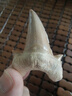 巨齒鯊耳齒鯊魚(yú)牙齒真化石原石礦石標本摩洛哥海洋古生物擺件禮物 ECS隨機款實(shí)物非此圖，發(fā)220元的 曬單實(shí)拍圖