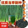 【春菜】耐熱耐寒四季小香蔥種子易種盆栽蔬果種籽 四季小香蔥【易種】沾土發(fā)芽 【四季可種】原裝精選1包約800粒 曬單實(shí)拍圖