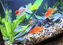 瘋狂水草魚缸造景裝飾溪流石底部砂石天然溪流缸南美缸造景石烏龜躲避曬臺 溪流缸造景套餐（50-60cm缸） 曬單實拍圖