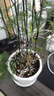 泰西絲文竹盆景植物桌面綠植盆栽 大文竹+中號菱形陶瓷盆 源頭直發(fā) 曬單實拍圖