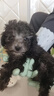 咯咪純種灰色泰迪寵物狗活體灰泰迪狗活犬小型犬小泰迪幼犬貴賓犬 寵物級 曬單實拍圖