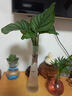 水培植物青蘋果竹芋綠植盆栽四季常青室內(nèi)辦公桌好養(yǎng)喜陰凈化空氣 青蘋果竹芋20-25cm 1棵【不含瓶】 曬單實拍圖
