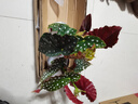 臨雅福壽秋海棠盆栽鱒魚竹節(jié)粉旗魚室內(nèi)陽臺好養(yǎng)易活四季開花卉綠植物 秋海棠“粉旗魚”120# 曬單實拍圖