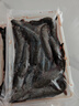 源外園 跳跳魚彈涂魚灘涂魚東海鮮活速凍海鮮水產(chǎn)海魚魚類 3斤裝家庭裝 現(xiàn)捕活速凍-零下鎖鮮真空包裝 曬單實(shí)拍圖