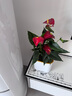花翁紅掌盆栽植物花卉水培【特級品質(zhì)】≥4朵花-圓柱啞光盆源頭直發(fā) 曬單實(shí)拍圖
