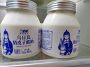 蘭格格  草原酸奶 烏日莫奶皮子酸奶560g*1桶 生鮮低溫酸牛奶 酸奶大桶 曬單實拍圖