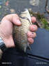化氏鯽魚餌料昆蟲元素野釣專用魚餌大味型高穿透強(qiáng)聚魚久釣魚餌大紅鯽 高溫推薦【昆蟲元素+水果元素】 曬單實(shí)拍圖