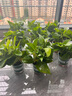 雙盟綠蘿盆栽除甲醛花卉綠植辦公室新房凈化空氣 120款10盆源頭直發(fā) 曬單實(shí)拍圖