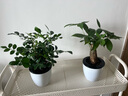 嘆為觀(guān)止桌面植物盆栽花卉辦公室盆景綠植觀(guān)賞小盆景 發(fā)財樹(shù) 曬單實(shí)拍圖