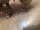 涵瑤伊笑寵物狗狗鞋子小型犬比熊泰迪鞋子四季網(wǎng)鞋博美臘腸犬雪納瑞狗鞋 迷彩綠  1碼1-4斤 曬單實拍圖
