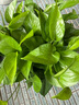 雙盟綠蘿盆栽除甲醛花卉綠植辦公室新房凈化空氣180加侖4盆裝源頭直發(fā) 曬單實拍圖