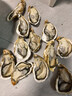 百鮮洽乳山生蠔鮮活特大牡蠣帶殼生吃海蠣子新鮮海鮮水產(chǎn)貝類(lèi)聚會(huì )燒烤 超大號5XL 凈重8斤（15-20只） 曬單實(shí)拍圖