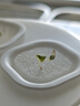 彌鹿（MiDeer）兒童植物觀(guān)察陽(yáng)光房種植菜科學(xué)手工小實(shí)驗萬(wàn)物生長(cháng)-水培生菜 曬單實(shí)拍圖