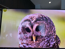 微星（MSI）31.5英寸 4K 量子點 OLED 240Hz 0.03ms(GTG) HDR400 游戲電競顯示器屏 MAG 321UPX QD-OLED 曬單實拍圖