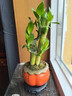 幼薇富貴竹室內(nèi)植物節(jié)節(jié)高桌面綠植帶根好養(yǎng)步步高花卉文昌竹客廳盆栽 富貴竹叢林+橘黃南瓜陶瓷盆+圓形底盤 帶盆栽好 曬單實(shí)拍圖