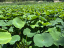 長(zhǎng)虹（CHANGHONG）電風(fēng)扇/落地扇家用/交流定頻風(fēng)扇/臺(tái)地兩用扇/桌面風(fēng)扇/臺(tái)扇搖頭電扇空氣循環(huán)風(fēng)扇 CFS-LD2507 曬單實(shí)拍圖