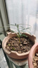 八芽海島羅漢松指尖微型盆栽桌面小綠植迷你拇指好養植物源頭直發(fā)包郵 海島礁石羅漢松 陶瓷盆-帶盆栽好 曬單實(shí)拍圖