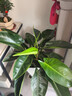 護花儂金鉆大葉盆栽綠植大型花卉室內植物四季常青 大金鉆一盆三棵(60-70厘米) 不含盆 曬單實(shí)拍圖