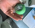 【京東快遞】狗玩具自嗨解悶智能逗貓球自動(dòng)逗貓棒遛貓遛狗突突球 升級款智能球【綠色】 曬單實(shí)拍圖