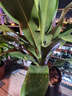 嘆為觀(guān)止巴西木綠植盆栽金邊巴西鐵樹(shù)室內植物客廳綠植花卉苗木 綠葉巴西鐵中苗90-100厘米左右高 不含盆 曬單實(shí)拍圖
