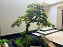 九葉草仿真迎客松室內(nèi)綠植造景裝飾櫥窗樓梯下黑松新中式假樹(shù)仿生羅漢松 定制尺寸 曬單實(shí)拍圖