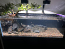 喜尊二代硝化細菌魚(yú)缸養魚(yú)用消化細菌水族凈水劑水質(zhì)穩定劑硝化菌淡海 二代硝化細菌360ml 曬單實(shí)拍圖
