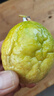 廣西欽蜜9號黃金百香果萬(wàn)澄當季新鮮大果黃皮果奶茶店水果 【大果3斤】約16-20個(gè)單果60-70g 曬單實(shí)拍圖