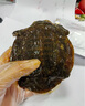 光州麻辣甲魚(yú)熟食即食整只鹵味甲魚(yú)團魚(yú)網(wǎng)紅麻辣鮮活食用鹵王八 150-200g麻辣 1只 曬單實(shí)拍圖
