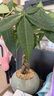 八芽盆栽發(fā)財樹植物室內(nèi)禪意招財樹盆景辦公室桌面綠植源頭直發(fā)包郵 辮子發(fā)財樹-圓肚盆-熊貓-紫砂托 含盆 曬單實拍圖