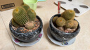 開時(shí)果 多頭金冠多肉植物帶盆 金絲猴仙人球掌盆栽花卉肉肉老樁綠植盆景 多頭金絲猴+原生盆 曬單實(shí)拍圖