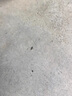 跳蚤專用殺蟲劑床上家用室內(nèi)無毒殺爬蟲多種蟲滅蚊蠅小飛蟲煙劑 三個裝 【適合三居室】 不留死角 曬單實拍圖
