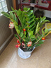 【金錢樹】盆栽客廳室內(nèi)植物錢串子大型發(fā)財(cái)綠植喬遷開業(yè)送盆花卉 10-15株   70-80鉆石樹脂盆送肥料 曬單實(shí)拍圖