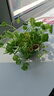 銅錢(qián)草水培植物盆栽室內小綠植花卉水養金錢(qián)草籽水生四季好養帶葉 銅錢(qián)草【青色陶瓷盆】+營(yíng)養液 曬單實(shí)拍圖
