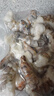 新虹寶0添加保水黑虎蝦仁去冰凈重200g(13-17只)蝦仁海鮮水產(chǎn)生鮮冷凍 200g(凈重)  *5袋 曬單實(shí)拍圖