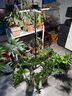 三思植物補光燈仿太陽室內(nèi)落地全光譜展翅植物生長燈LED補光燈-60W 曬單實拍圖