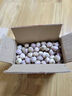新鮮大蒜2025新蒜頭獨(dú)頭大蒜紫皮蒜苔批發(fā)糖醋大蒜新鮮大蒜 35mm-40mm 特大 5斤裝 曬單實(shí)拍圖
