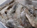 勛勛之海厄瓜多爾白蝦海捕大蝦鮮活速凍特大號(hào)2030南美白對(duì)蝦非青島基圍蝦 特大蝦皇 3斤(凈重)  【只只分離】 曬單實(shí)拍圖