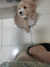 嘉瑰泰迪幼犬灰泰迪純種泰迪狗活犬寵物狗狗活體巨貴貴賓犬茶杯犬 寵物級 香檳色 曬單實拍圖