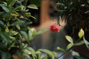 唯卓仕（VILTROX）AF 56mm F1.7 XF富士口大光圈自動對焦人像定焦鏡頭適用于X-S20 X-M5 X-T30II X-T5 X-H2微單相機 曬單實拍圖