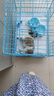 旺園興田園犬犬活物小狗活體可愛小花狗小白狗小黑狗幼犬土狗領(lǐng)田 混血級(jí) 柯基混血 公母備注 曬單實(shí)拍圖