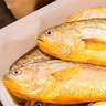 鴻順【冰鮮】黃花魚(yú)4條4斤 生鮮魚(yú)類(lèi) 寧德大黃魚(yú) 地標(biāo)產(chǎn)品 源頭直發(fā) 曬單實(shí)拍圖