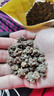 北京同仁堂貓爪草新鮮貓瓜草 三散草 貓抓草500克水洗新貨貓爪草 500g 曬單實拍圖