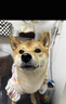 寵物狗狗泰迪柯基比熊柴犬衣服貓咪薄款背心防掉毛防曬衣四季襯衫 可愛小花 M(胸圍40cm)參考3-6斤 曬單實拍圖