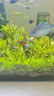 魚官兒 水草缸群游活體觀賞魚巴西寶蓮燈魚小型熱帶魚適合新手闖缸魚 1.6cm+中寶蓮燈10條+送1防損 曬單實(shí)拍圖