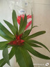 鴻運(yùn)當(dāng)頭盆栽大盆適合客廳擺放的花家養(yǎng)花卉植物室內(nèi)花好養(yǎng)活四季 鴻運(yùn)當(dāng)頭【簡易盆】+營養(yǎng)液 含盆 曬單實(shí)拍圖