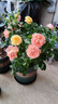 意軒月季特大花濃香果汁陽臺(tái)庭院花卉植物盆栽薔薇四季玫瑰花苗帶花苞 果汁陽臺(tái)(灌木月季開花季節(jié)帶花) 大苗帶土球【爆花機(jī)器】帶花苞發(fā)出 曬單實(shí)拍圖