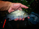 西部風(fēng)（Xibu feng） 西部風(fēng)老壇甜薯玉米窩料野釣鯽鯉草青魚打窩釣魚餌料發(fā)酵底窩料 老壇甜薯玉米2袋 曬單實(shí)拍圖